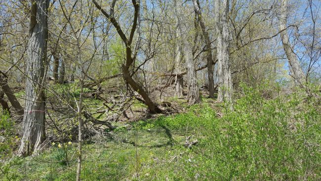 Wheaties-From-A-Hillside-Hunt-.-.-.-And-More-Turkeys!